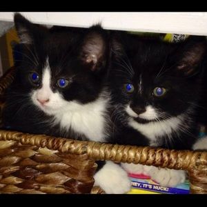 Meet your Posher, Rachael